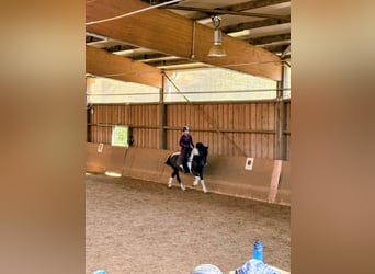 Reitbeteidigung gesucht