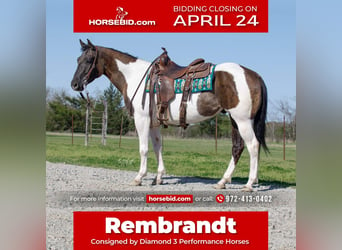 Paint Horse, Gelding, 5 years, 15 hh, Grullo, in Ravenna, TX,