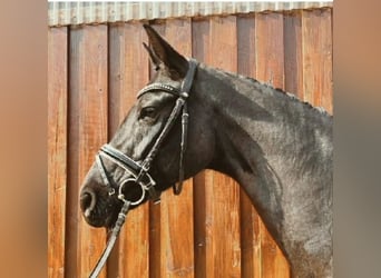 Oldenburgo, Yegua, 7 años, 165 cm, Negro, in Stoetze,