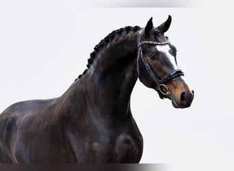 KWPN, Ruin, 3 Jaar, 168 cm, Zwartbruin, in Kalmthout
