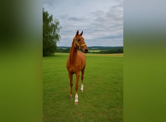 Stute 2 Jahre