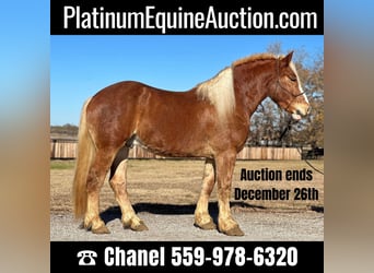 BWP (cheval de sang belge), Hongre, 6 Ans, 168 cm, Alezan brûlé, in Jacksboro, TX,