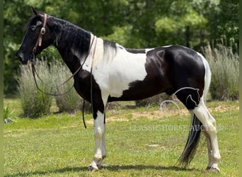 Tennessee Walking Horse, , 3 Jahre, 152 cm, Tobiano-alle-Farben, in Whitley City, KY