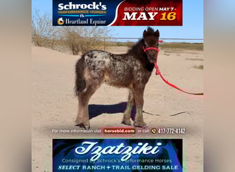 Inne kuce/małe konie, Klacz, , 66 cm, in Buckeye, AZ,