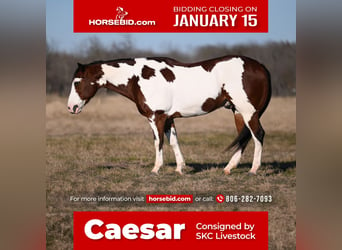 Paint Horse, Hongre, 7 Ans, 152 cm, Bai cerise, in Waco, TX,