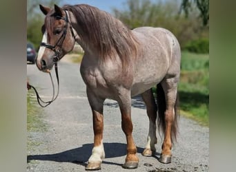 Weitere Warmblüter, Stute, 6 Jahre, 160 cm, Roan-Red, in neu gaarz