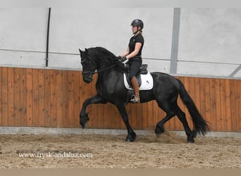 Fries paard, Hengst, 4 Jaar, 162 cm, Zwart, in Mijnsheerenland,