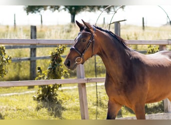 Mare 3 years
