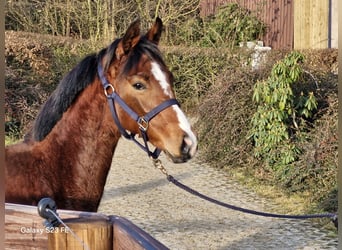 Hannoveraner, Hengst, 1 Jahr, 146 cm, Brauner, in Ostercappeln