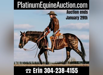 Quarter horse américain, Jument, 14 Ans, 142 cm, Grullo, in Hillboro KY,