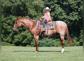 Quarter horse américain, Hongre, 11 Ans, Rouan Rouge, in Mount Vernon, KY,