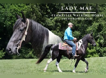 Tennessee konia, Wałach, 8 lat, 155 cm, Tobiano wszelkich maści, in Parkers Lake, KY