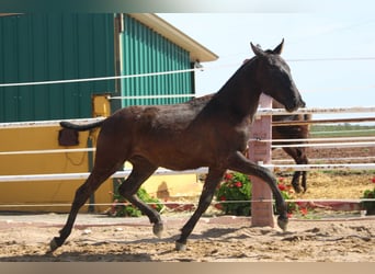 PRE, Étalon, 1 Année, 147 cm, Noir, in Los Rosales,