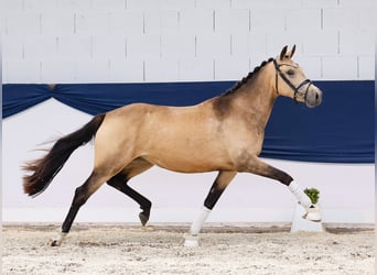 Duitse rijpony, Merrie, 2 Jaar, 147 cm, Falbe, in Marsberg