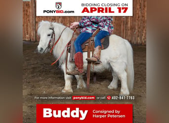 Plus de poneys/petits chevaux, Hongre, 12 Ans, 89 cm, Gris, in Valley Springs, SD,
