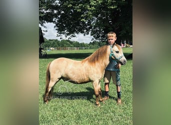 Pony of the Americas, Wallach, 5 Jahre, 99 cm, Buckskin, in Breeding, KY