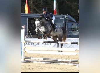 Irish sport horse, Merrie, 9 Jaar, 167 cm, Appelschimmel, in Stadl-Paura