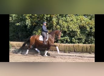 Mare 4 years Mare 4 years