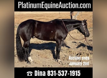 Quarter horse américain, Hongre, 11 Ans, 150 cm, Noir, in Paicines CA,