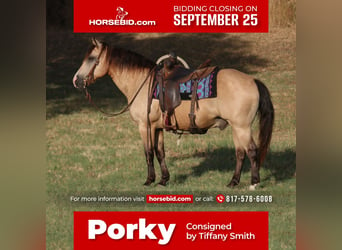 Quarter Pony, Wallach, 13 Jahre, 140 cm, Buckskin, in Stephenville, TX,