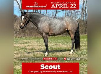 Quarter horse américain, Hongre, 10 Ans, 145 cm, Rouan Bleu, in Granby, CT,