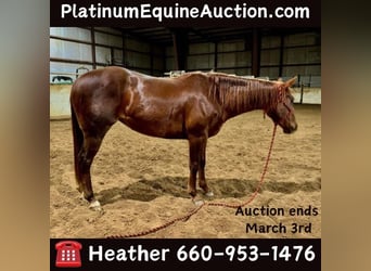 American Quarter Horse, Gelding, 4 years, Chestnut, in Bolivar MO,