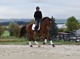 Warmblood polaco, Caballo castrado, 3 años, 163 cm, Castaño, in St. Marein bei Graz,