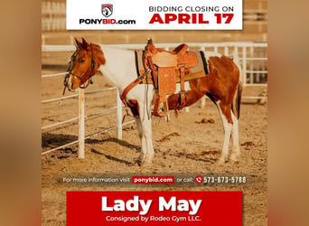Quarter Pony, Stute, 13 Jahre, in Rockwall, TX,