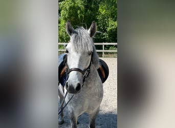 Weitere Ponys/Kleinpferde, Stute, 6 Jahre, 135 cm, Apfelschimmel, in Steimel,