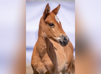 German Riding Pony, Mare, 1 year, Chestnut-Red, in Pölchow,