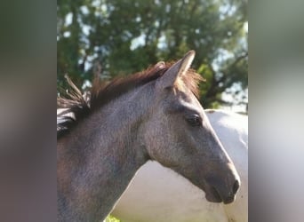 PRE, Stallion, 1 year, 12.2 hh, Gray-Dark-Tan, in Rambin,