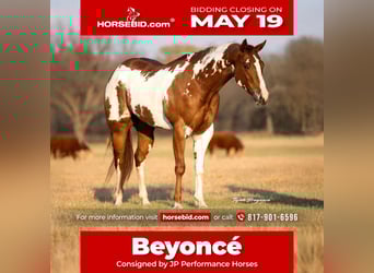 Paint Horse, Merrie, 5 Jaar, 155 cm, Roodvos, in Weatherford, TX,