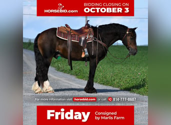 Gypsy Horse, Gelding, 13 years, 14.2 hh, Bay-Dark, in Rebersburg, PA,