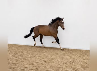 KWPN, Caballo castrado, 3 años, 168 cm, Castaño, in Königsbach-Stein
