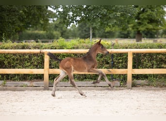 Trakehner, Étalon, Poulain (05/2026), Bai brun foncé, in Striegistal