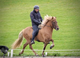 Islandais, Jument, 12 Ans, 143 cm, Alezan dun, in Hvolsv&#xF6;llur,