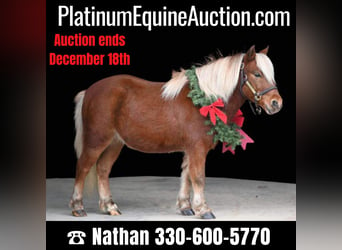 American Quarter Horse, Gelding, 7 years, 9.3 hh, Chestnut, in Millersburg OH,