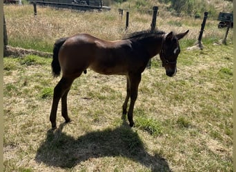 Hengst 