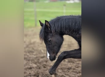 Arabisches Partbred, Stute, 1 Jahr, 150 cm, Rappe, in Hagendorn