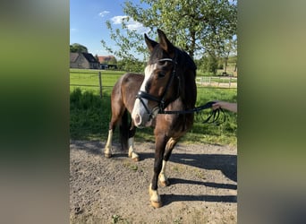 Wallach 4 Jahre