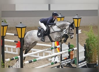 sangre caliente belga, Yegua, 5 años, 169 cm, , in Poznan