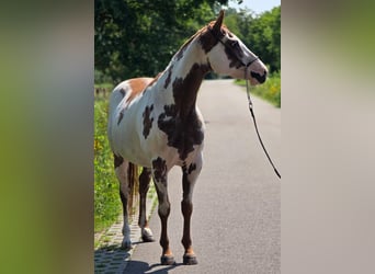 American Paint Horse, Merrie, 8 Jaar, 155 cm, Overo-alle-kleuren, in Weert