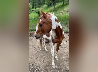 Pinto Horse Mix, Giumenta, 20 Anni, 150 cm, Pezzato, in Glödnitz,