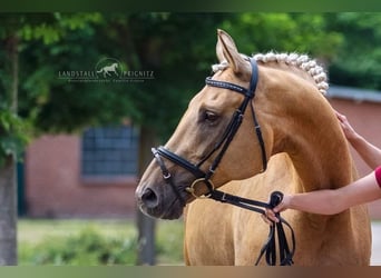 Mare 11 years
