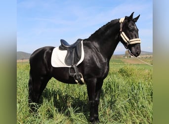 PRE Mix, Stallion, 5 years, 16,2 hh, Black, in Sevilla