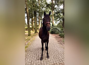 Trakehner, Hengst, 2 Jaar, 170 cm, Zwartbruin, in Freren