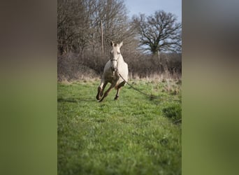 PRE, Mare, 6 years, 15.3 hh, Pearl, in Loye sur Arnon,