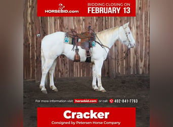 American Quarter Horse Mix, Wallach, 9 Jahre, 152 cm, Cremello, in Valley Springs, SD,