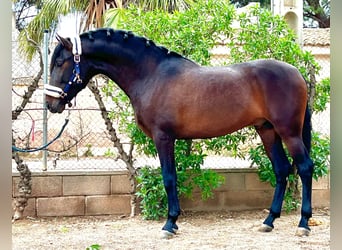 Andalusian, Stallion, 3 years, 15,2 hh, Bay-Dark, in Martfeld,