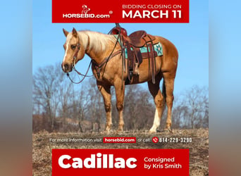 Quarter horse américain, Hongre, 10 Ans, 152 cm, Palomino, in Clarion, PA,